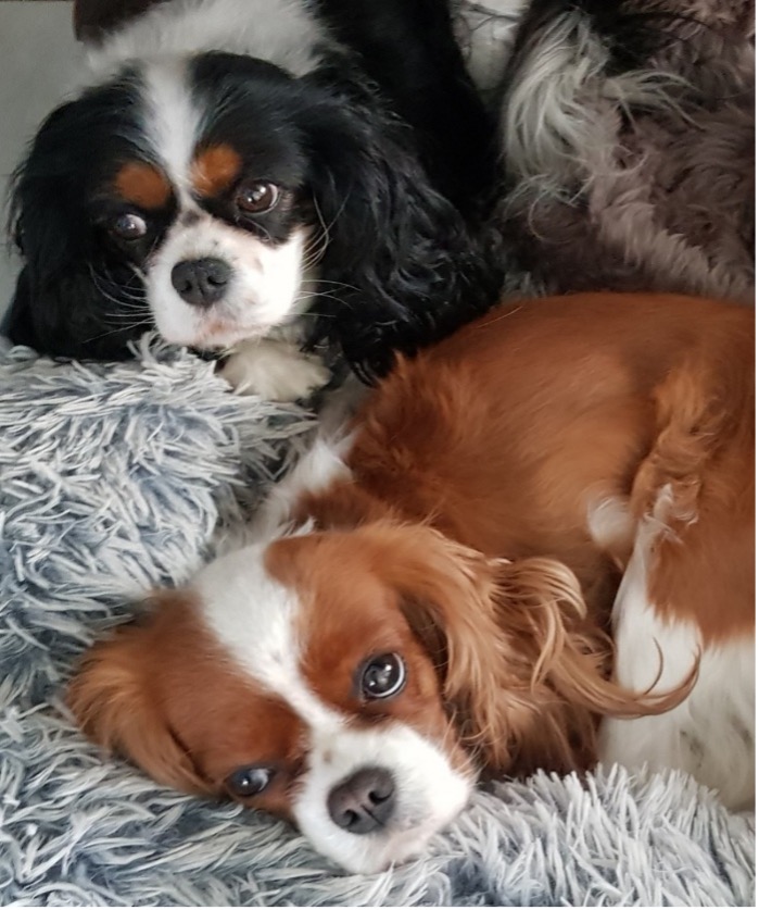 Kelsie & Milly, the two dog creative team